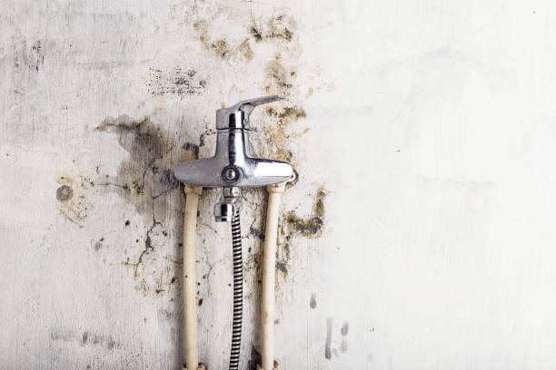 Best Commercial Mold Removal  in Grandview, IL