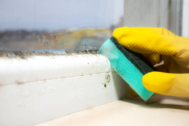 Best Affordable Mold Removal  in Grandview, IL