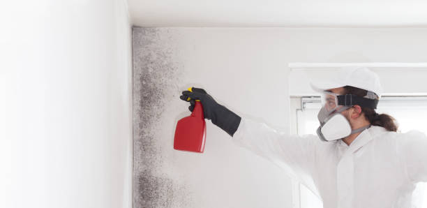 Trusted Grandview, IL Mold Removal Experts