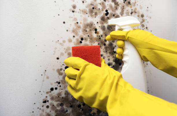 Attic Mold Removal in Grandview, IL