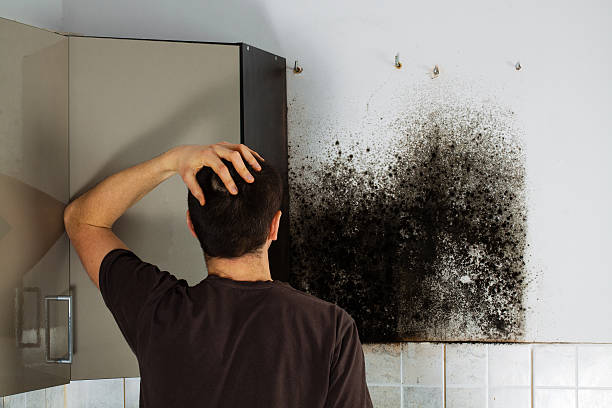Best Emergency Mold Removal  in Grandview, IL