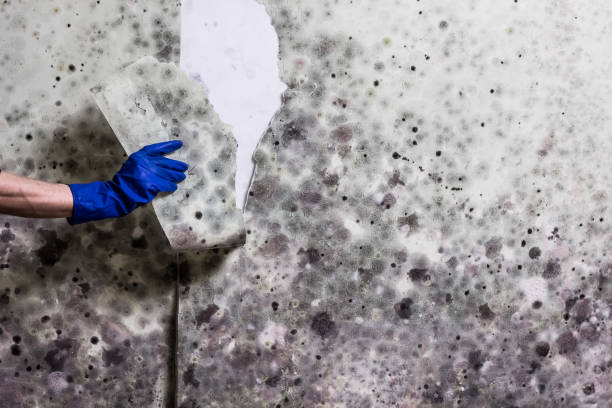 Best Mold Remediation Experts  in Grandview, IL